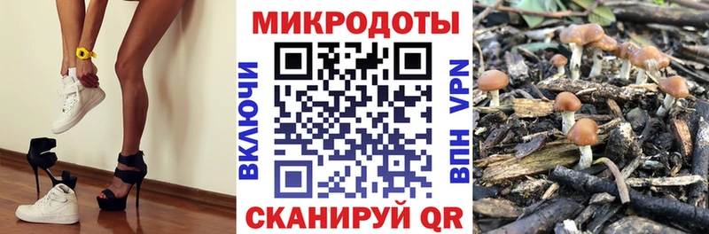 Псилоцибиновые грибы Psilocybine cubensis  Купить где  Кимры 